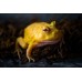 Rana Pacman Pikachu - Ceratophrys cranwelli